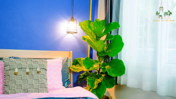 Fiddle Leaf Fig Decor Ideas for a Trendy Home