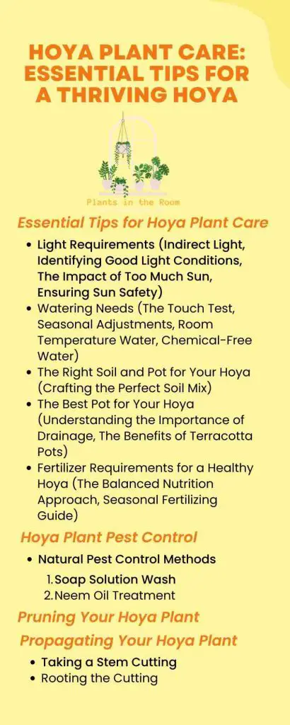 Hoya Plant Care Essential Tips for a Thriving Hoya