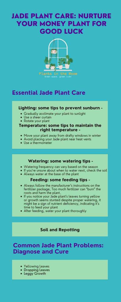 Jade Plant Care Tips