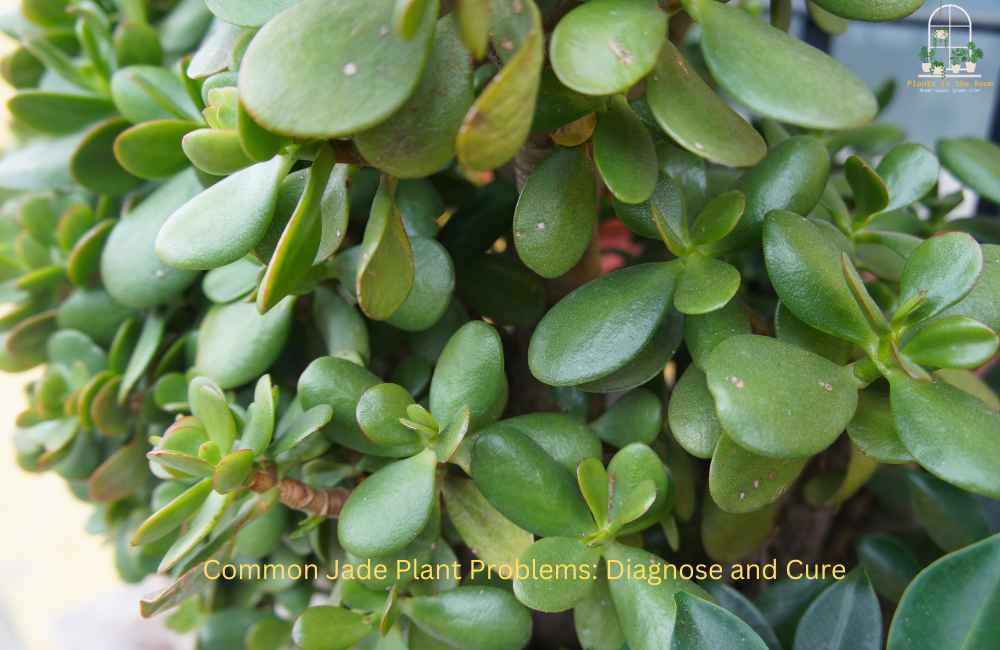 Common Jade Plant Problems, Diagnose & Cure