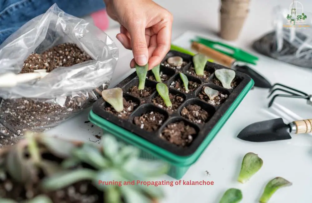 Pruning and Propagating Increase the Life & Beauty of Kalanchoe