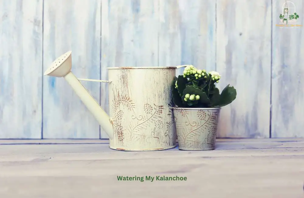 Watering Kalanchoe to Keep Healthy Growth