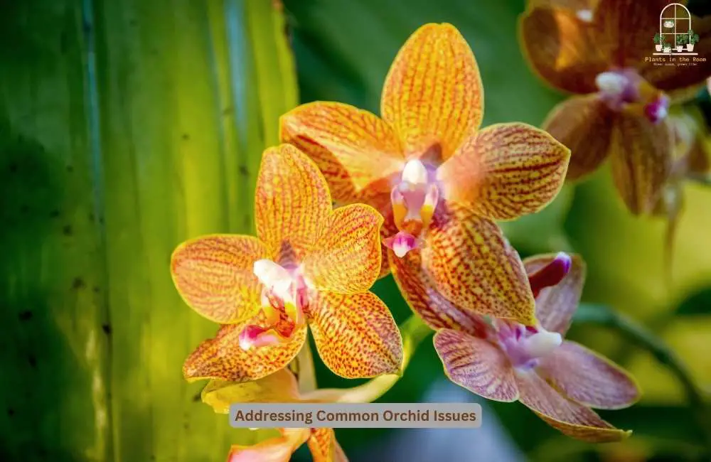 Fix Common Issues & Ensuring Orchid Health 