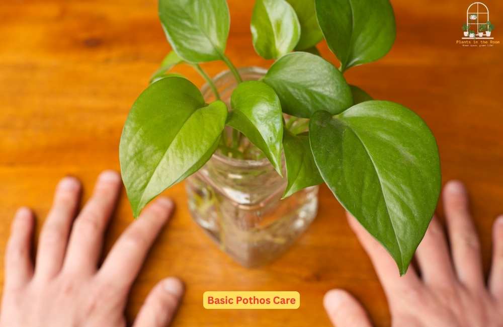 Pothos Need Proper Care to thrive..
