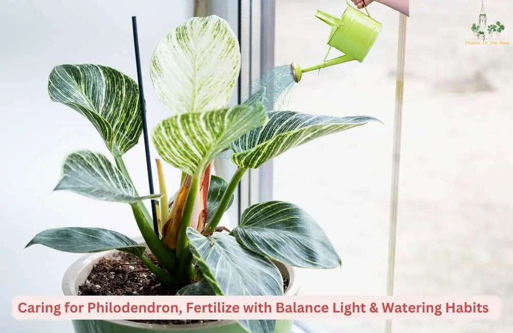Need Balance Watering, Lighting & Fertilizing