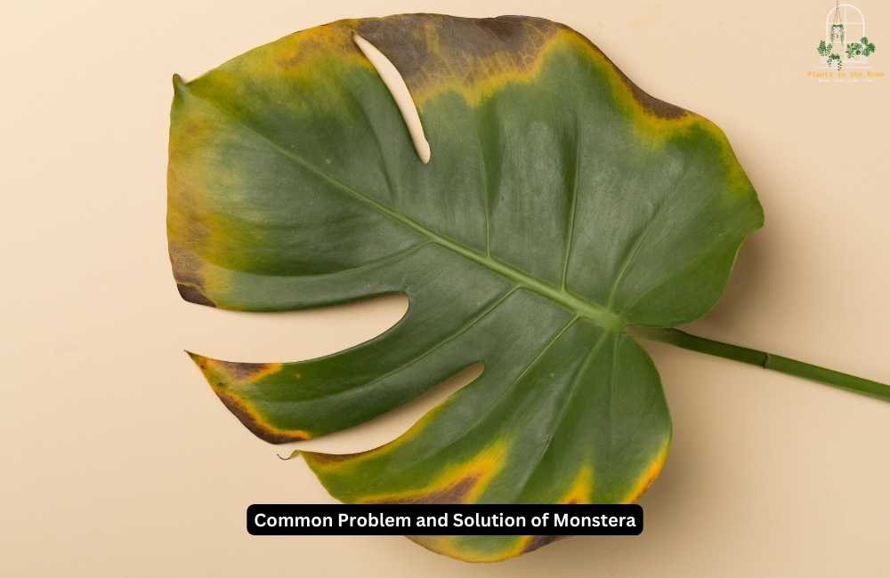 Fix the Problem & Solve It for Healthy Monstera
