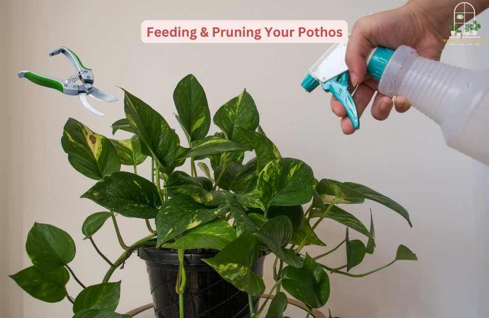 Feeding & Pruning Your Pothos & give Attention