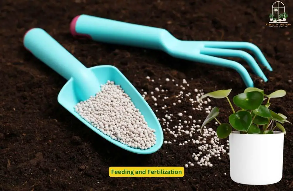 Feeding & Balanced Fertilizing to Your Plant