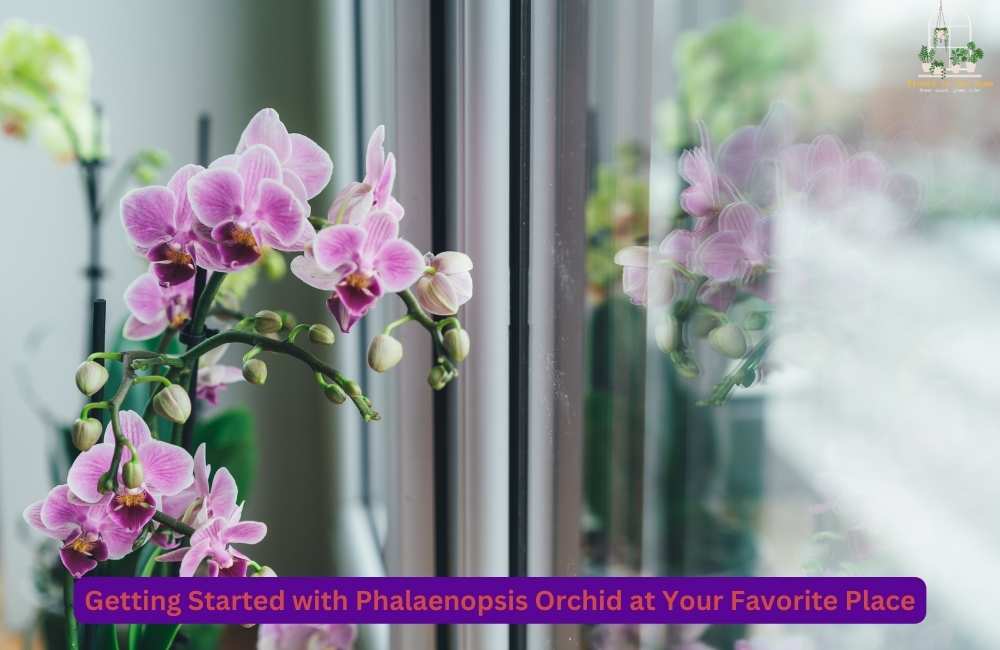 Getting Started with Phalaenopsis Orchid at Your Favorite Place
