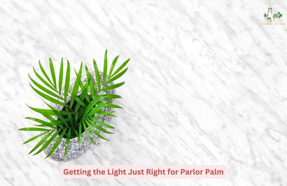 Parlor Palm Needs Indirect Sunlight 