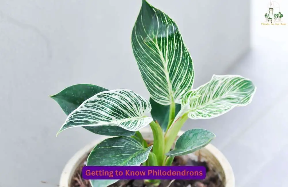 Know the Philodendrons Nature & Habit First