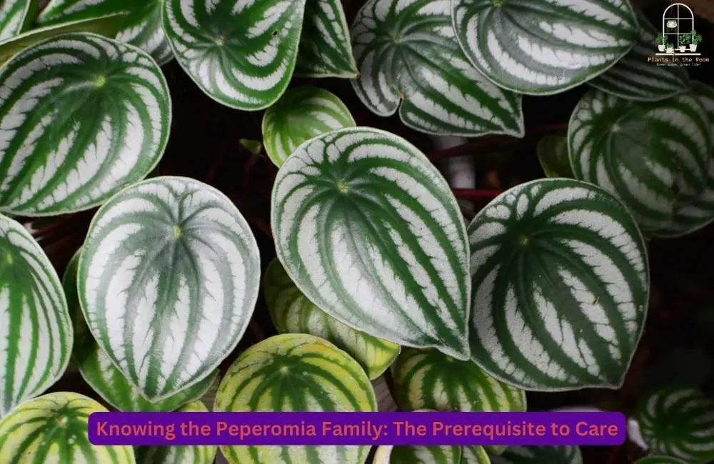 Knowing the Peperomia for Proper Care