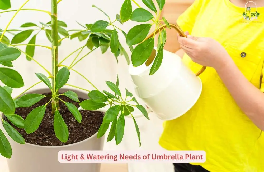 Light & Watering Needs for Healthy Umbrella Plant