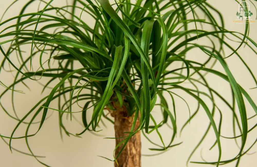 The Ponytail Palm’s Adaptability is a Testament to its Resilience