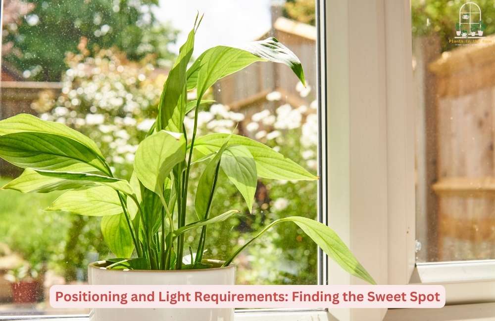 Location & Lighting are Two Key Factors in Peace Lily Care