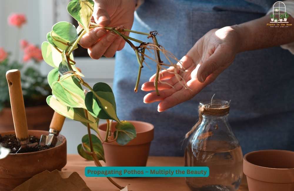 Propagating Pothos – Grow the New Plant