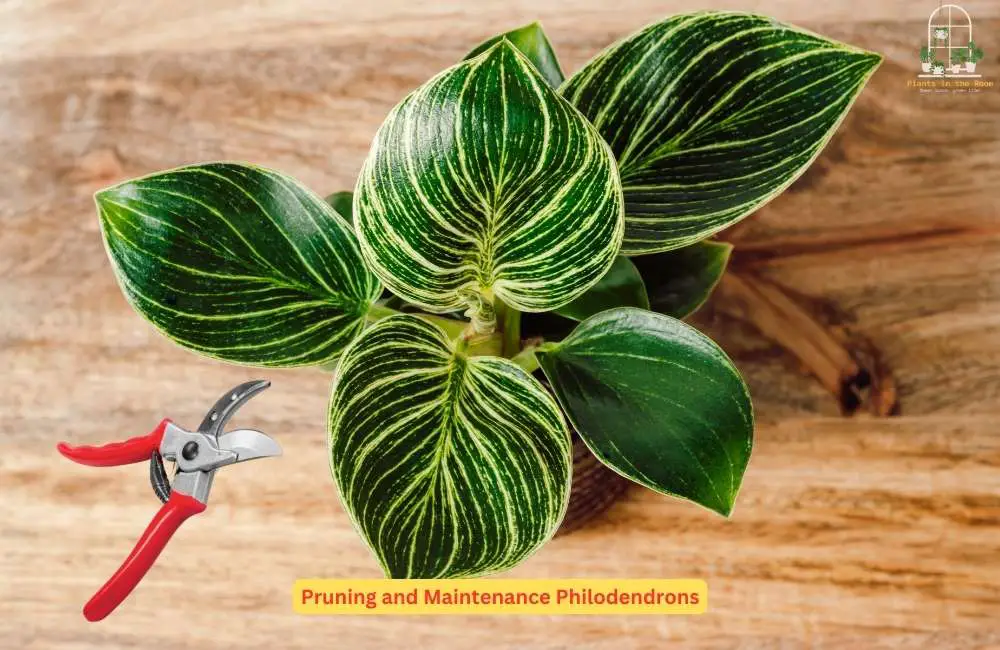 Timely Pruning and Maintenance Keep Growing Philodendrons