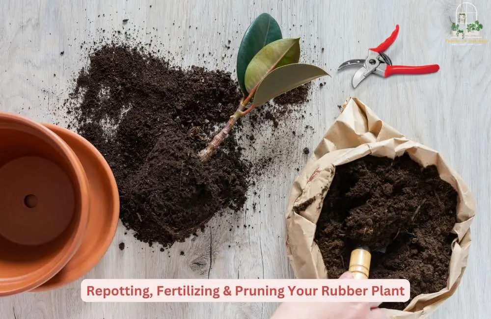 Repotting, Fertilizing & Keep Clean Your Rubber Plant