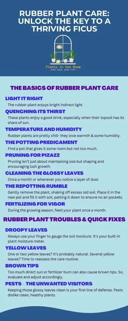 Rubber Plant Care Guide & Tips
