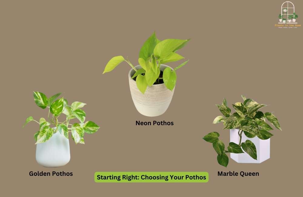 Choose Right Pothos From Multiple Options