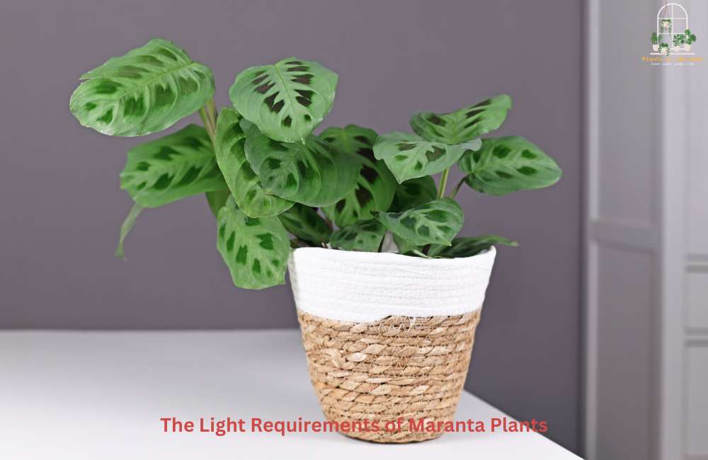 Indirect Light is Perfect for Maranta