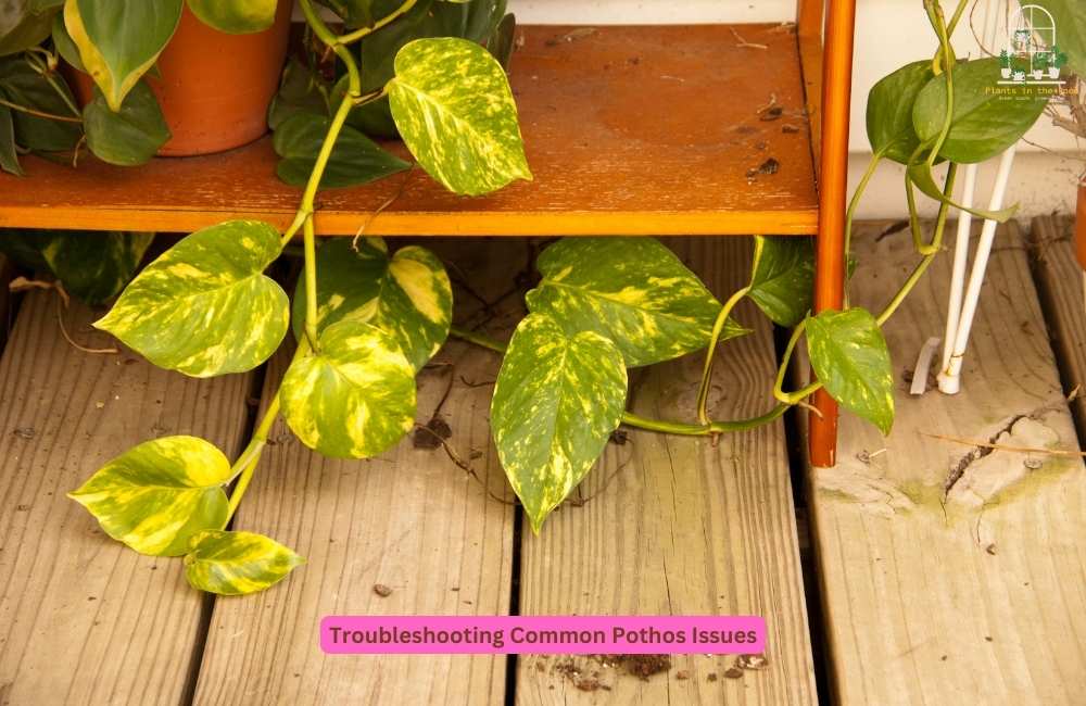 Know the Pothos Common Issues & Solve