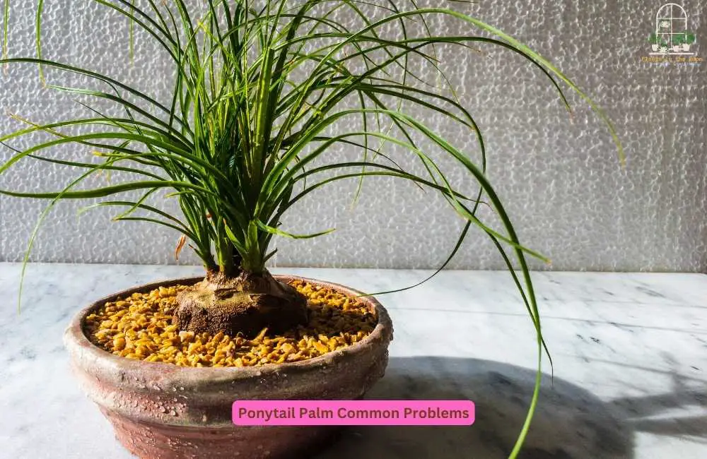 Identify Common Issues of Ponytail Palm & Solve It 