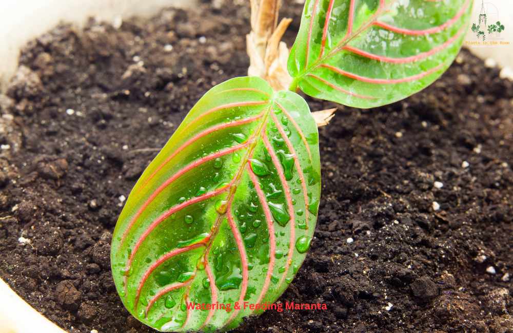 Watering & Feeding Your Maranta Plant