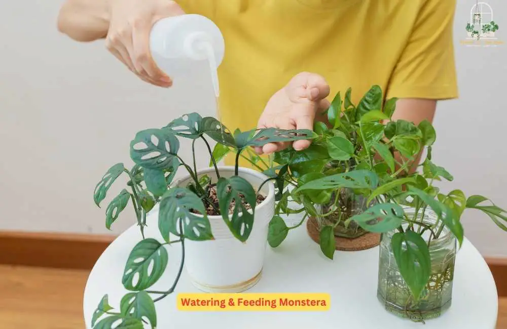 Monstera Needs Water & Proper Nutrition to Thrive