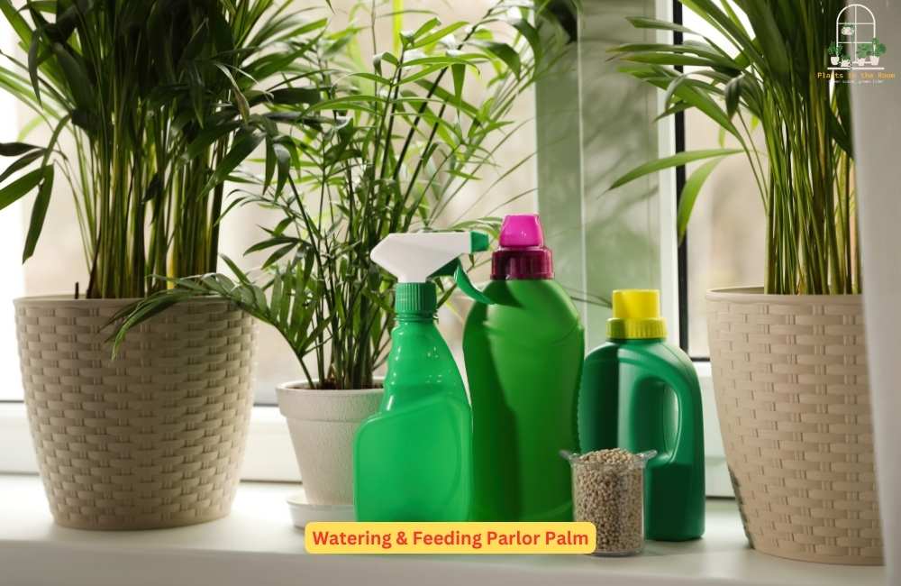 Watering & Feeding Parlor Palm