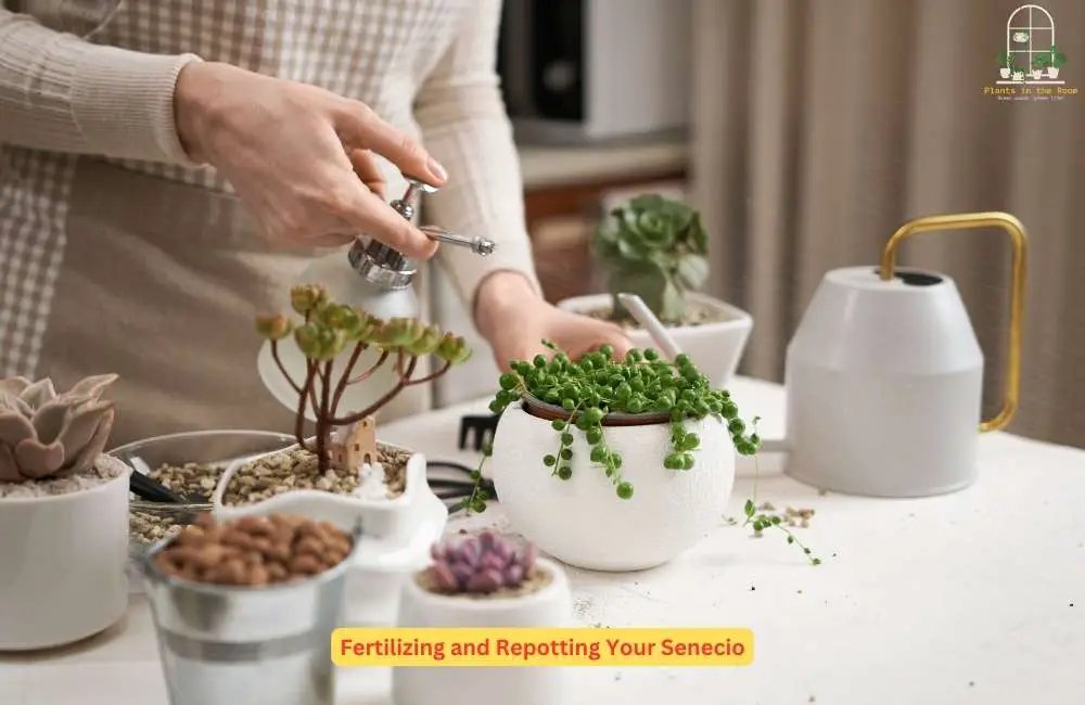 Fertilizing and Repotting Your Senecio
