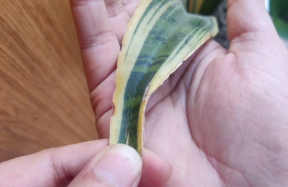 Droopy or Yellow Leaf of a snake plant on a person's hand