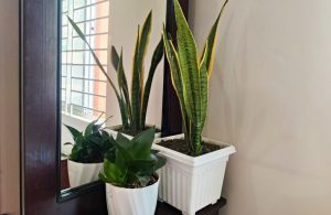 two snake plants big and small on a chocolate color desk