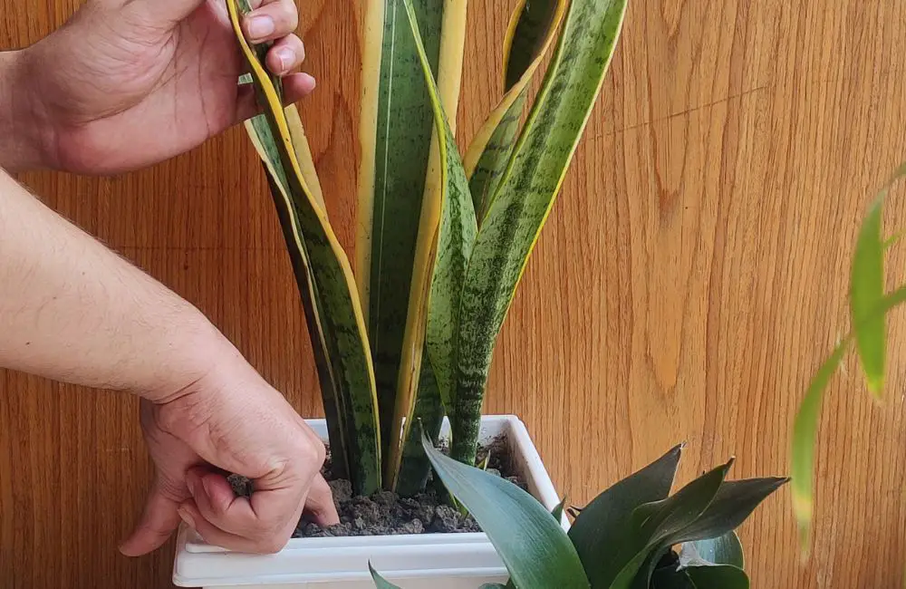 Sticking finger into the soil of a snake plant
