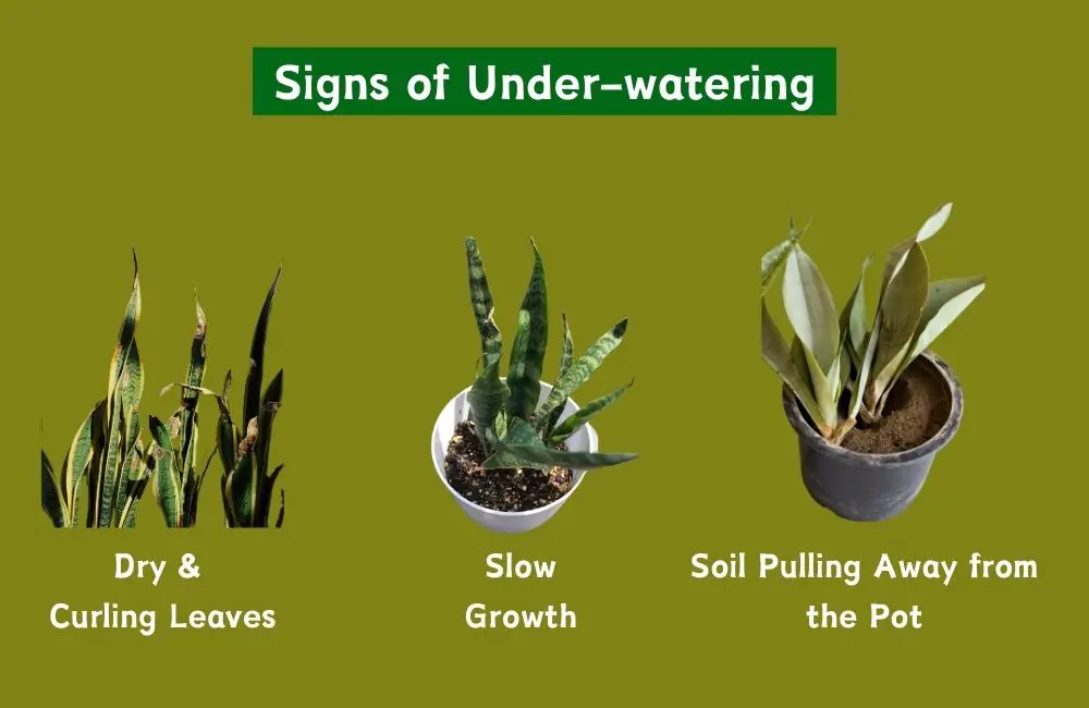 Snake plants Under-Watering signs