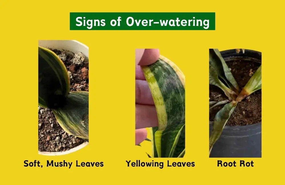 Snake plants Over-Watering signs